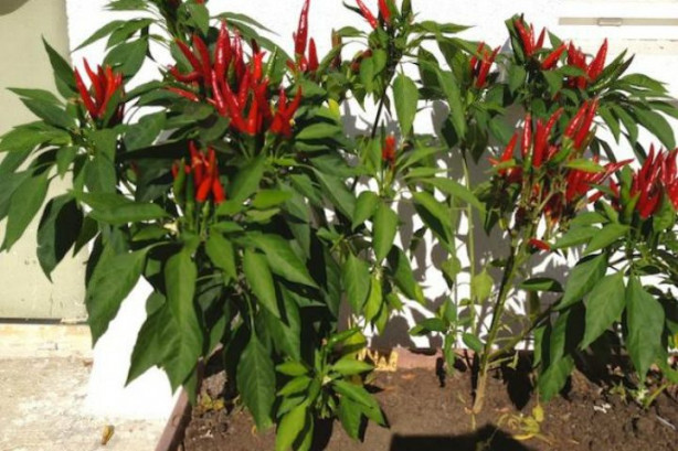 Foto - Balkonunuzda meyve ve sebze yetiştirebilirsiniz! İşte püf noktalar...