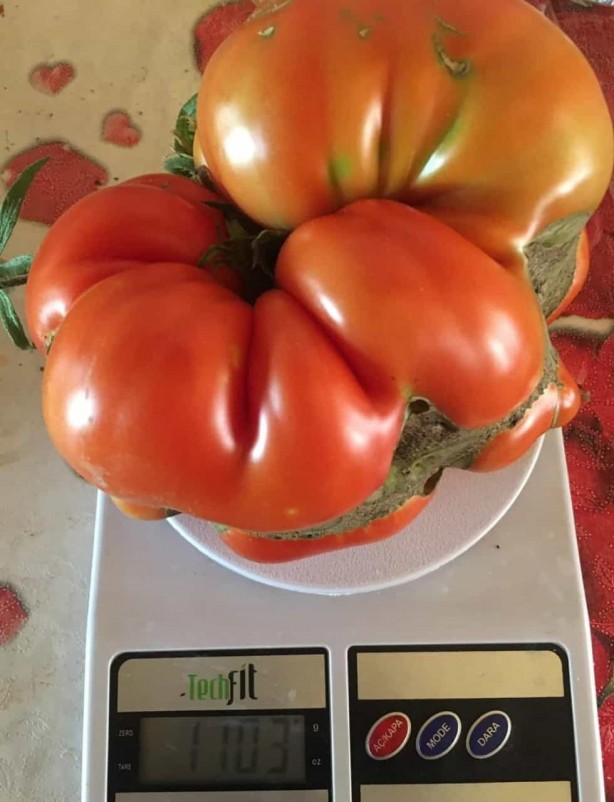 Foto - Balon gibi şişiyor! Dev domates yetiştirme formülü