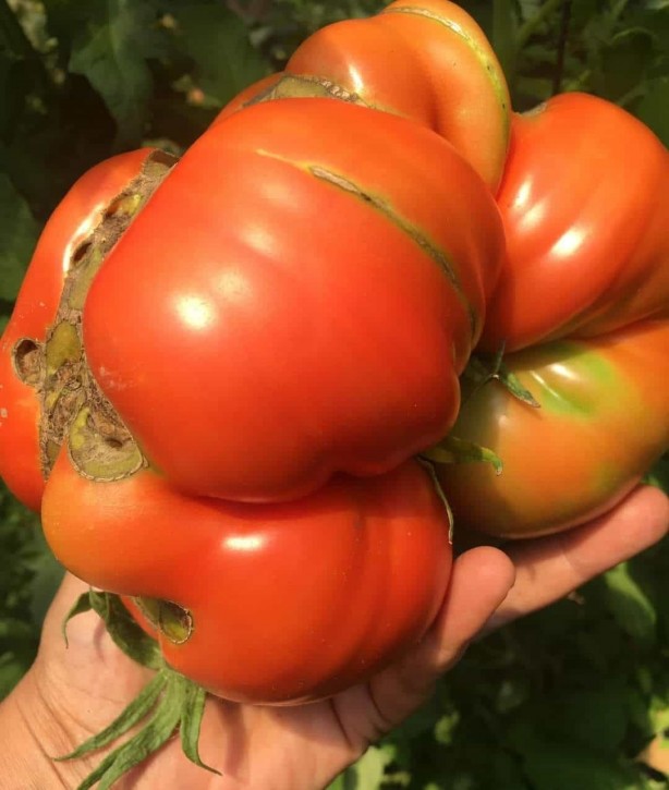 Foto - Balon gibi şişiyor! Dev domates yetiştirme formülü