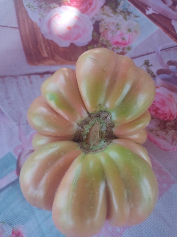 Balon gibi şişiyor! Dev domates yetiştirme formülü