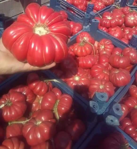 Foto - Balon gibi şişiyor! Dev domates yetiştirme formülü