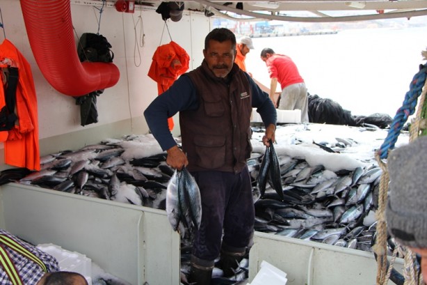 Foto - Bandırma Körfezi'nde palamut bolluğu