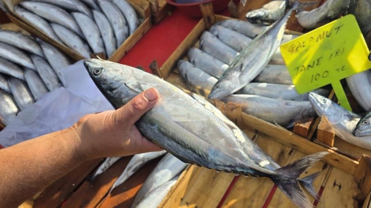 Bandırma’da palamut fiyatları dibi gördü! Vatandaşlar tezgahlara akın etti
