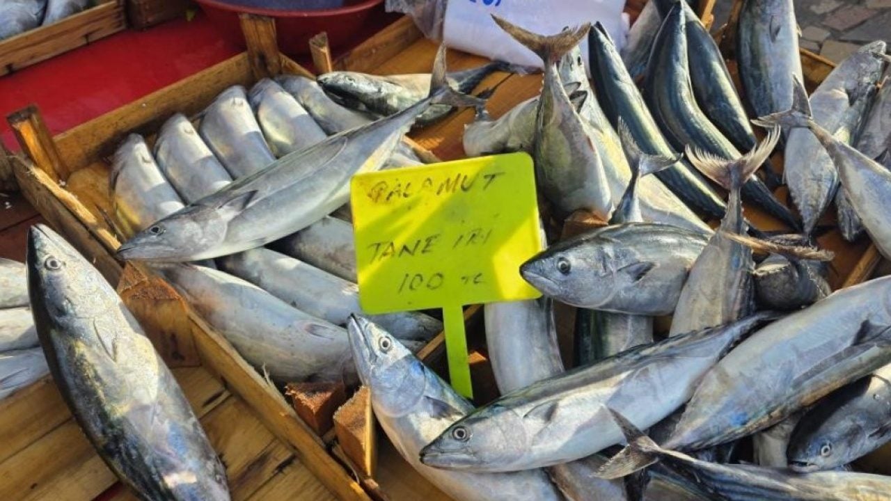 Foto - Bandırma’da palamut fiyatları dibi gördü! Vatandaşlar tezgahlara akın etti