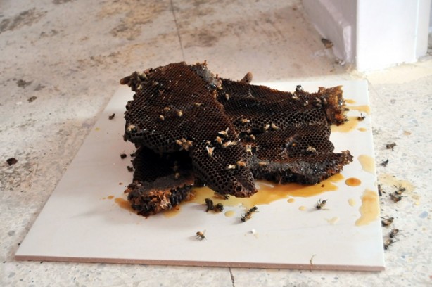 Foto - Banyo duvarının içinden çıkana çok şaşıracaksınız