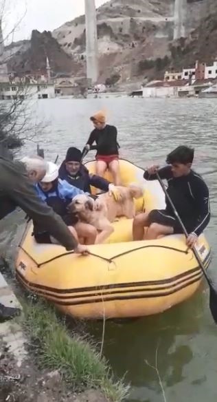 Foto - Baraj suları her yeri kapladı! Mahsur kalan sokak hayvanları böyle kurtarıldı