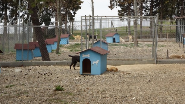 Foto - 'Barınaktaki bazı sahipsiz köpekler birbirlerini parçaladı' iddiası! Soruşturma başlatıldı