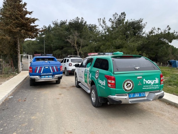 'Barınaktaki bazı sahipsiz köpekler birbirlerini parçaladı' iddiası! Soruşturma başlatıldı