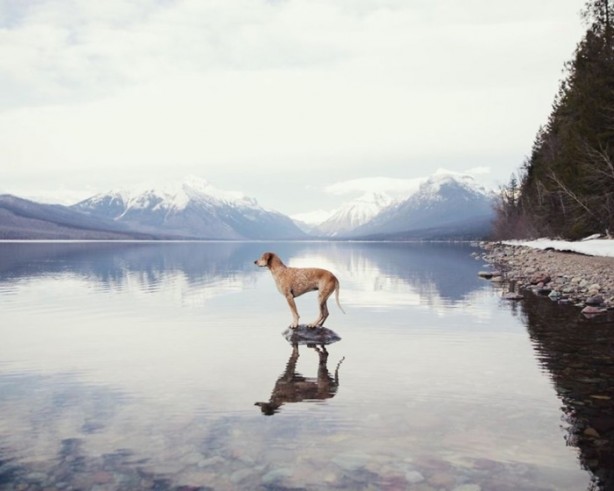 Foto - Barınaktan kurtarılan Maddie'nin içinizi ısıtacak fotoğrafları