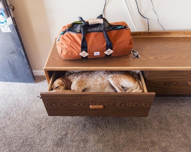 Foto - Barınaktan kurtarılan Maddie'nin içinizi ısıtacak fotoğrafları