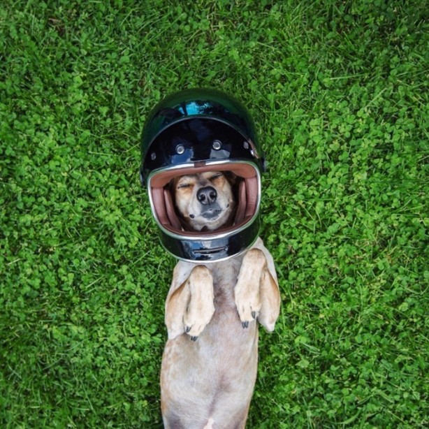 Foto - Barınaktan kurtarılan Maddie'nin içinizi ısıtacak fotoğrafları