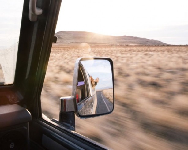 Foto - Barınaktan kurtarılan Maddie'nin içinizi ısıtacak fotoğrafları