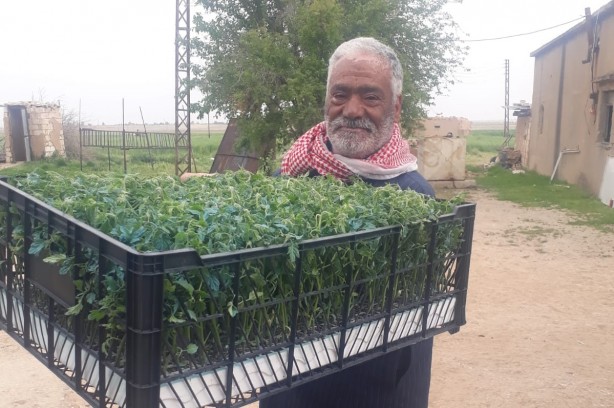 Barış Pınarı Harekatı bölgesinde tarımsal çeşitlilik artırılıyor