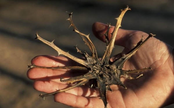 Foto - Baş ve diş ağrısını bıçak gibi kesiyor! İşte o doğal çözümler