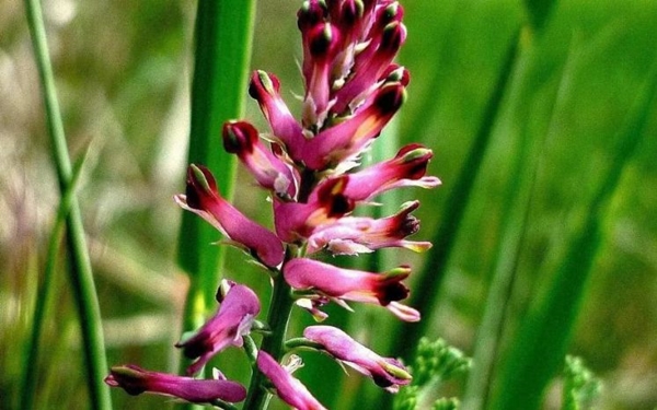 Foto - Baş ve diş ağrısını bıçak gibi kesiyor! İşte o doğal çözümler