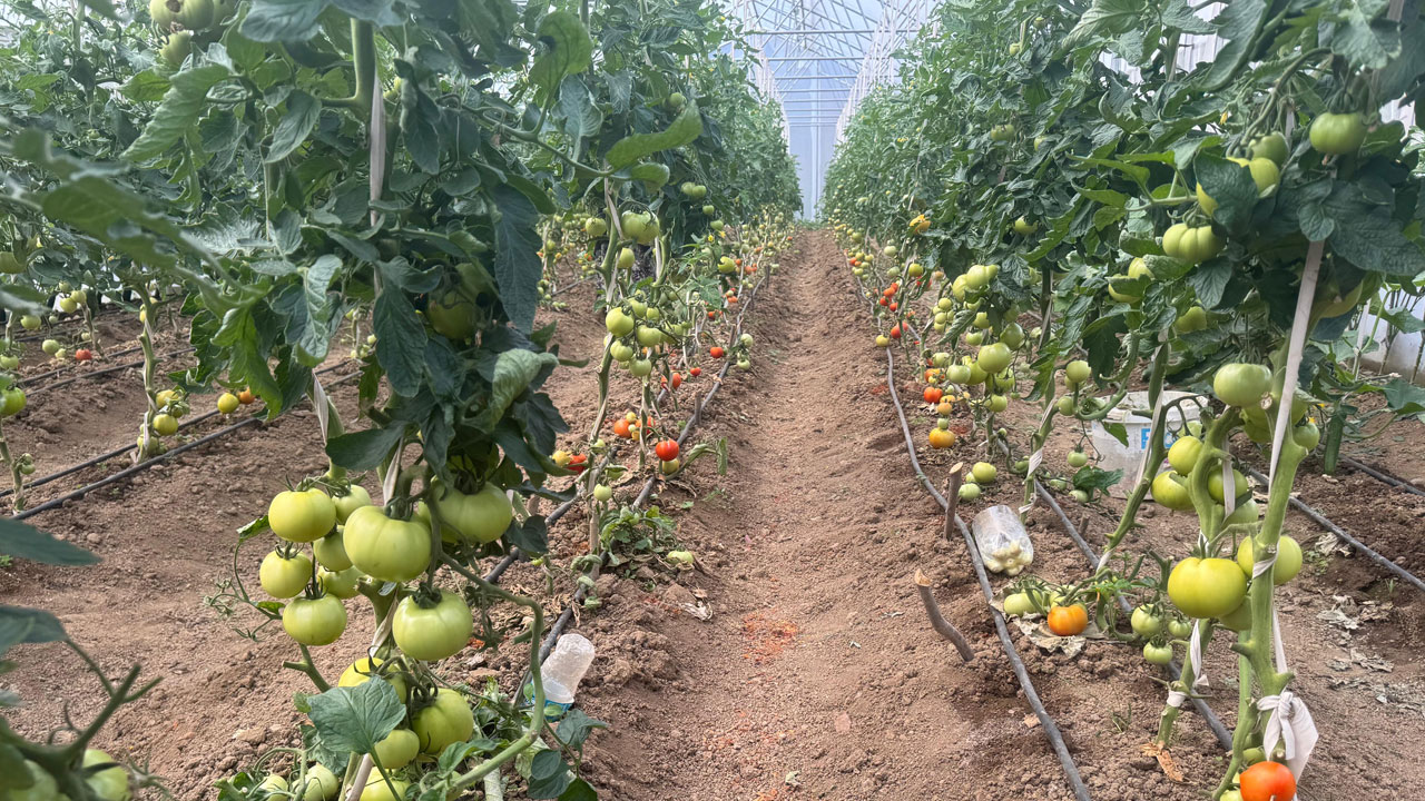 Foto - Başarı hikayesi! İstanbul’u bıraktı Giresun'da hayalini gerçekleştirdi