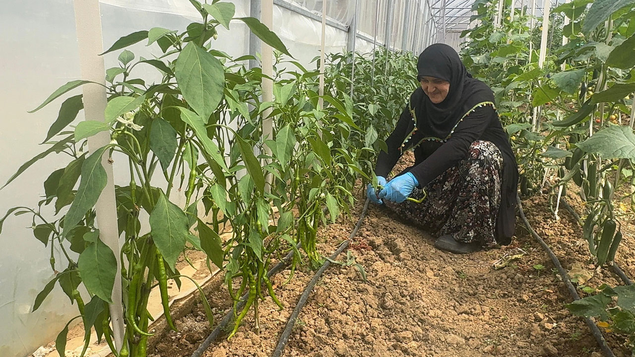 Başarı hikayesi! İstanbul’u bıraktı Giresun'da hayalini gerçekleştirdi