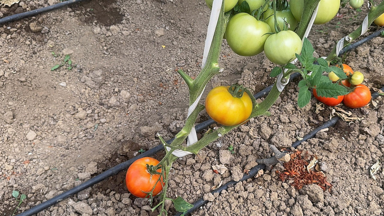 Foto - Başarı hikayesi! İstanbul’u bıraktı Giresun'da hayalini gerçekleştirdi