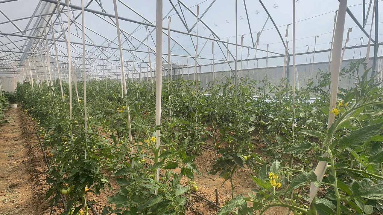 Foto - Başarı hikayesi! İstanbul’u bıraktı Giresun'da hayalini gerçekleştirdi