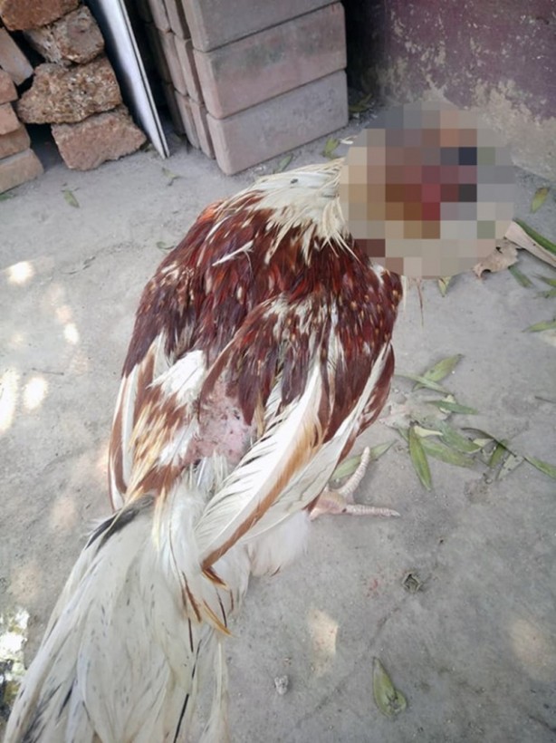 Foto - Başı kopan tavuk 10 gündür yaşıyor