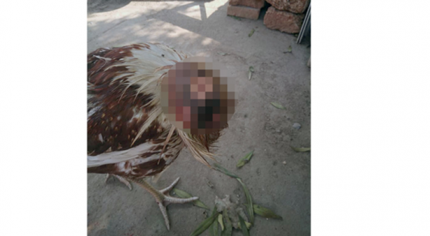 Foto - Başı kopan tavuk 10 gündür yaşıyor