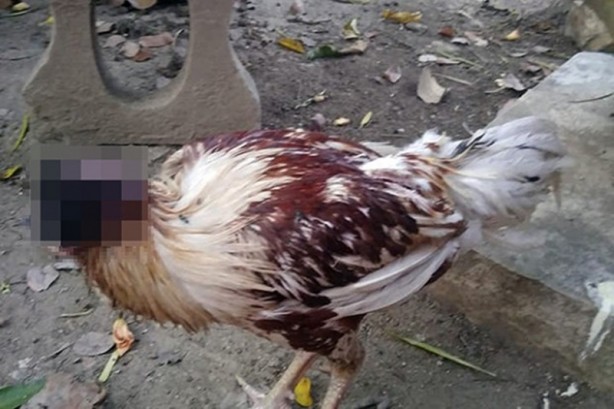 Foto - Başı kopan tavuk 10 gündür yaşıyor