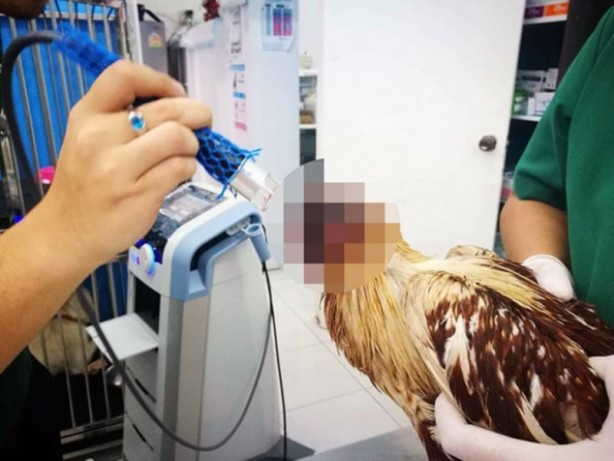 Foto - Başı kopan tavuk 10 gündür yaşıyor