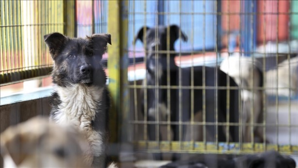 Foto - Başıboş köpek sorunu tarihe karışıyor! İşte mecliste kabul edilerek yasalaşan 6 madde
