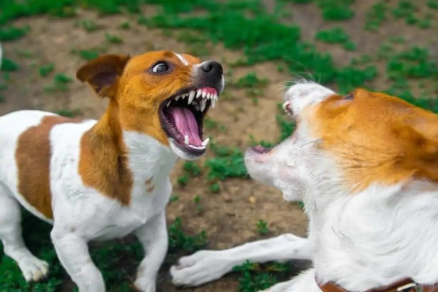 Foto - Başıboş köpek sorunu tarihe karışıyor! İşte mecliste kabul edilerek yasalaşan 6 madde