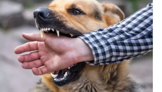 Foto - Başıboş köpek sorunu tarihe karışıyor! İşte mecliste kabul edilerek yasalaşan 6 madde