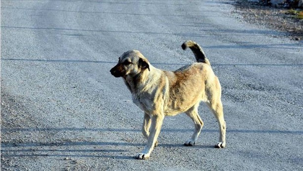 Foto - Başıboş köpek sorunu tarihe karışıyor! İşte mecliste kabul edilerek yasalaşan 6 madde