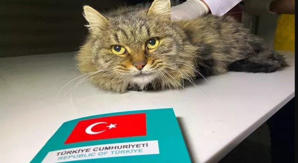 Foto - Başıboş köpek sorunu tarihe karışıyor! İşte mecliste kabul edilerek yasalaşan 6 madde