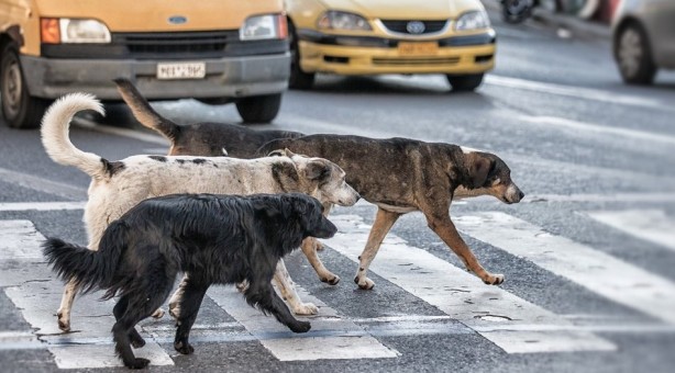 Foto - Başıboş köpek sorunu tarihe karışıyor! İşte mecliste kabul edilerek yasalaşan 6 madde