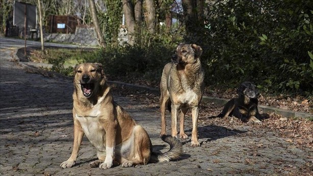 Foto - Başıboş köpek sorunu tarihe karışıyor! İşte mecliste kabul edilerek yasalaşan 6 madde
