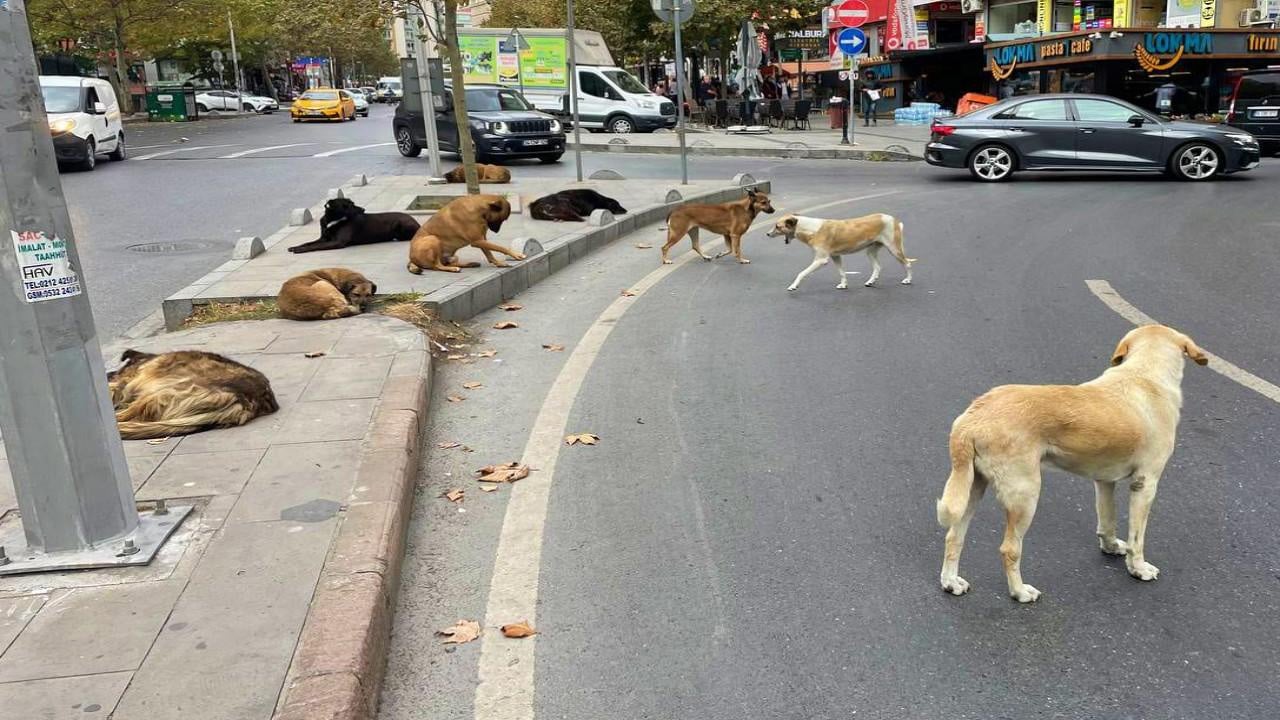 Başıboş köpek tehlikesi büyüyor: Afyonkarahisar’da yeni saldırı