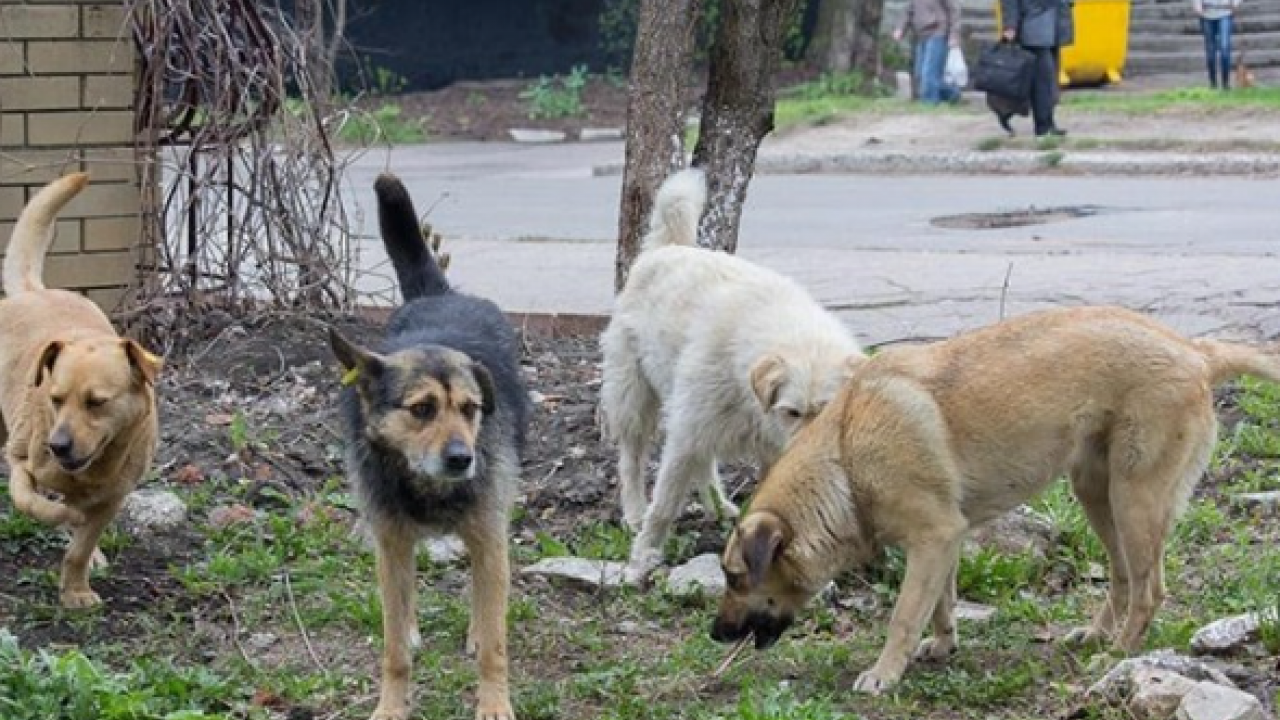 Başıboş köpek terörü devam ediyor: 2 kişi yaralandı! Mahalleli, “yetkililer ihmal ediyor’ diye isyan etti