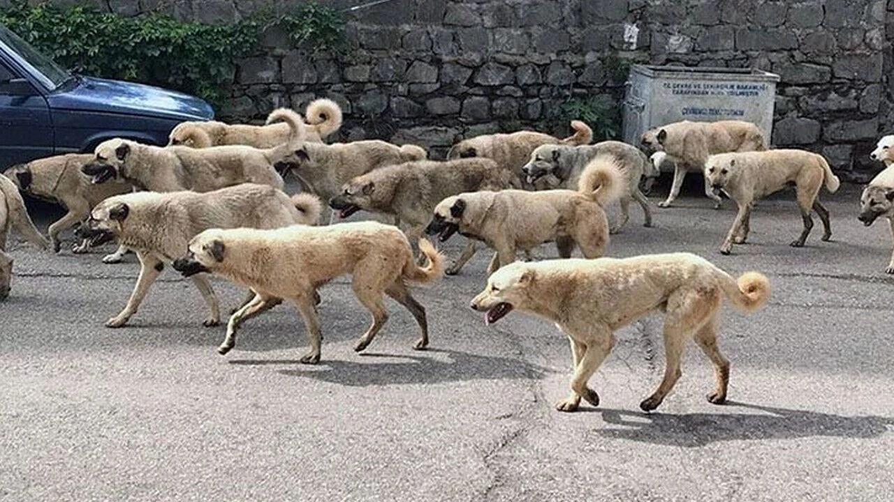 Foto - Başıboş köpek terörü: Veliler çocuklarını okula göndermeme kararı aldı