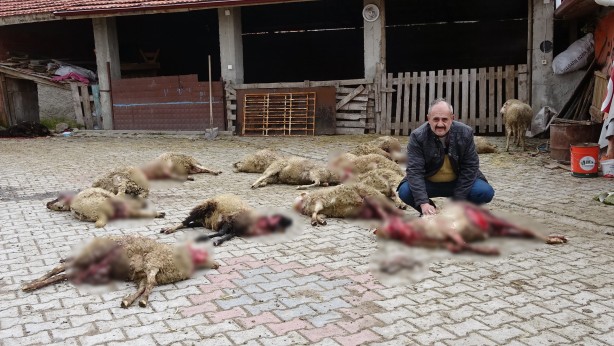 Foto - Başıboş köpekler ahıra girip 22 hayvanı telef etti! Hayvanların sahibi çileden çıktı