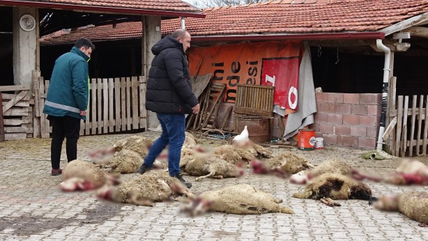 Foto - Başıboş köpekler ahıra girip 22 hayvanı telef etti! Hayvanların sahibi çileden çıktı