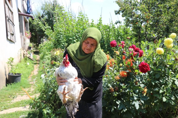Foto - Başıboş köpekler dehşet saçıyor! Köylülerin hayvanlarına dadandılar