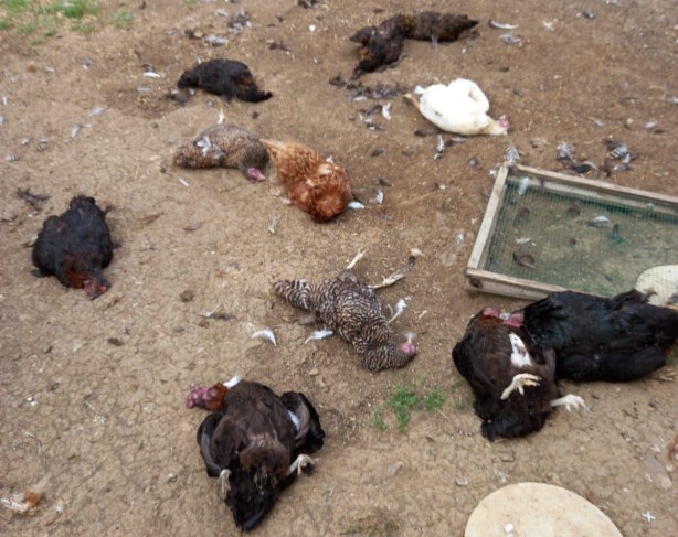 Foto - Başıboş köpekler dehşet saçıyor! Köylülerin hayvanlarına dadandılar