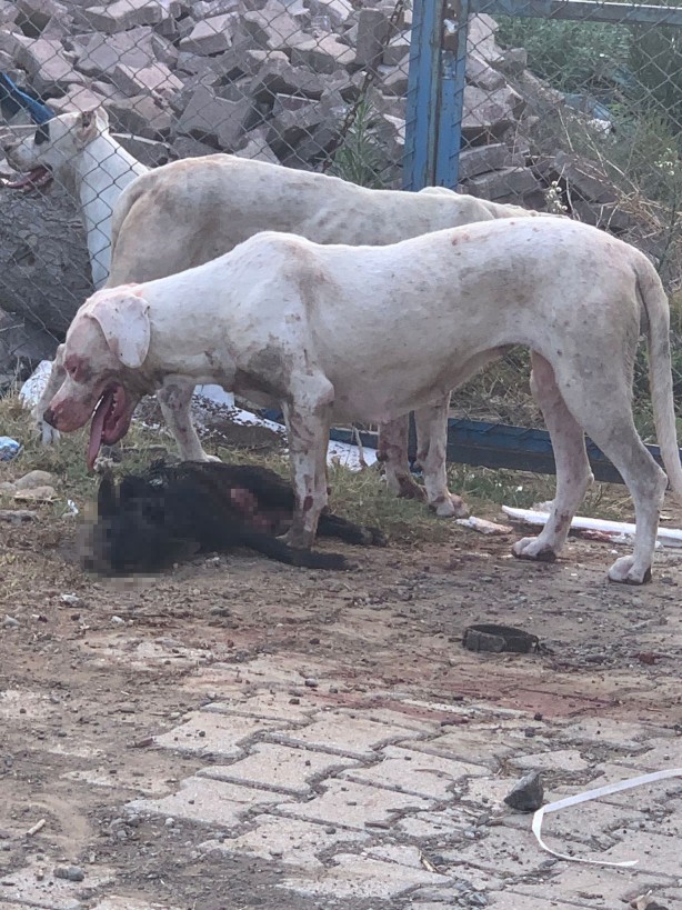 Foto - Başıboş köpekler saldırmıştı! Tek başına sokağa çıkamıyor