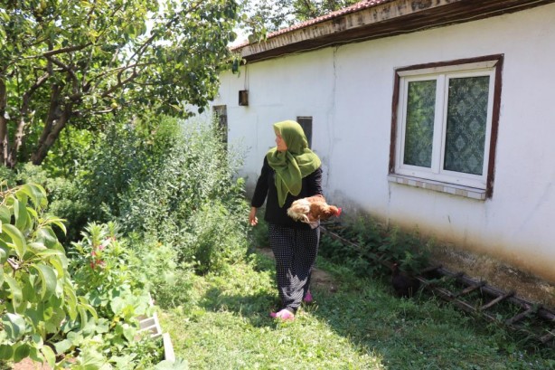 Başıboş köpekler vatandaşları isyan ettirdi! Çok sayıda hayvanı telef ettiler