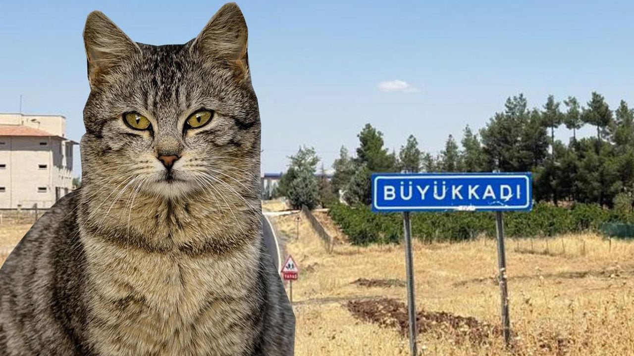 Diyarbakır'dan çok kötü haber: Kedinin ısırdığı çocuk entübe edildi!