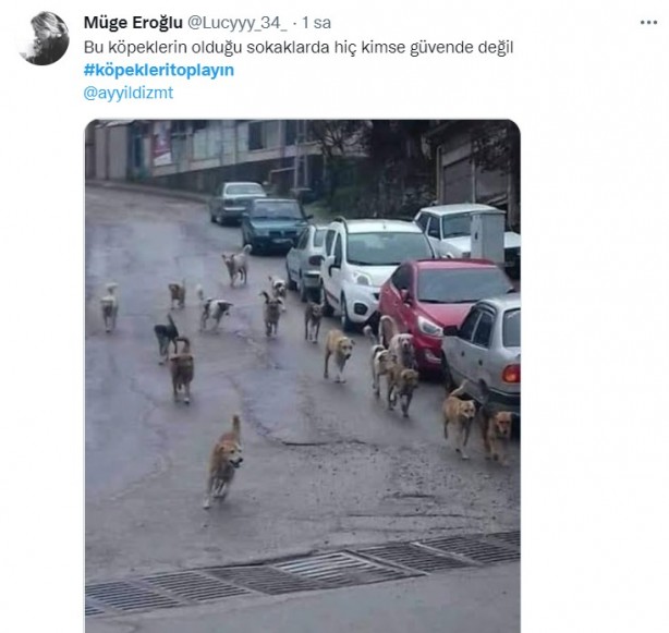 Foto - Başıboş köpeklerin 7 yaşındaki çocuğu ağır yaralamasının ardından vatandaşlar ayağa kalktı!