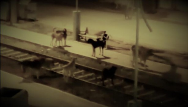 Foto - Başıboş köpeklerin 7 yaşındaki çocuğu ağır yaralamasının ardından vatandaşlar ayağa kalktı!