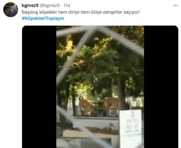 Foto - Başıboş köpeklerin 7 yaşındaki çocuğu ağır yaralamasının ardından vatandaşlar ayağa kalktı!