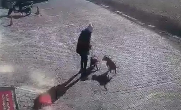 Foto - Başıboş Pitbull'lar yine dehşet saçtı
