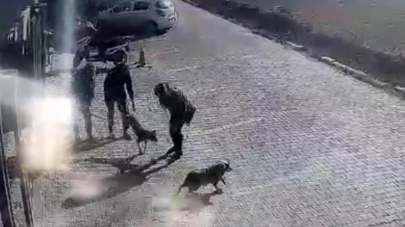 Başıboş Pitbull'lar yine dehşet saçtı