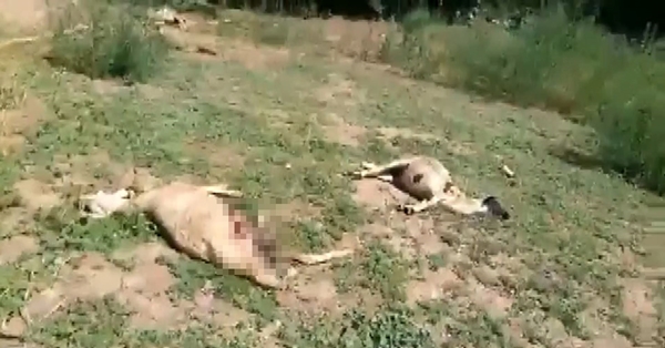 Foto - Başıboş sokak köpekleri kuzuları parçalayıp telef etti